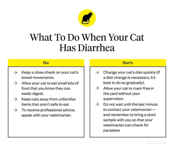 What Causes Diarrhea in Cats? Symptoms, Risks, and Treatment