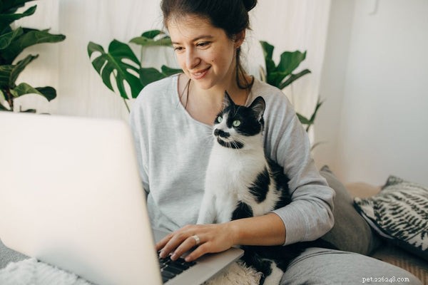 What Causes Diarrhea in Cats? Symptoms, Risks, and Treatment