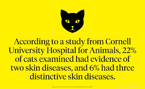 Treating Common Cat Skin Problems: Causes & Solutions