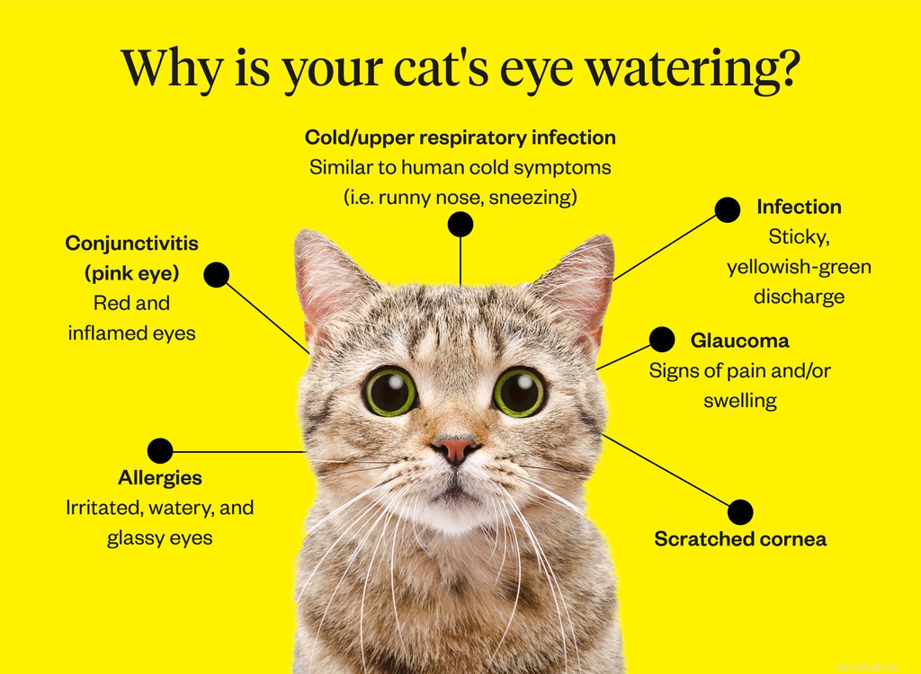 Understanding and Managing Your Cat s Watery Eyes: Causes, Symptoms, and When to Seek Veterinary Care