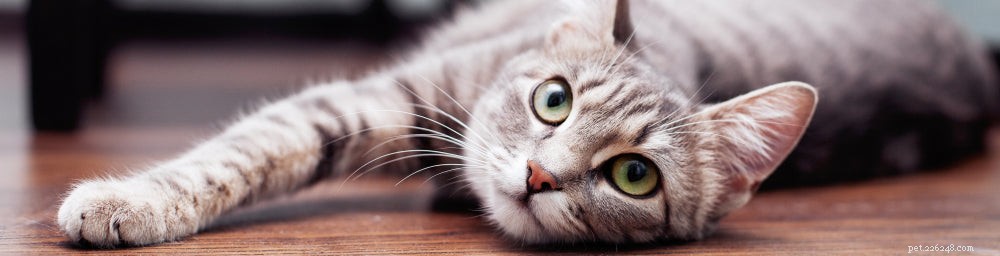 Understanding and Managing Your Cat s Watery Eyes: Causes, Symptoms, and When to Seek Veterinary Care