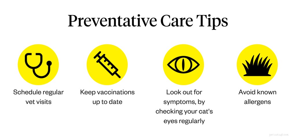 Understanding and Managing Your Cat s Watery Eyes: Causes, Symptoms, and When to Seek Veterinary Care