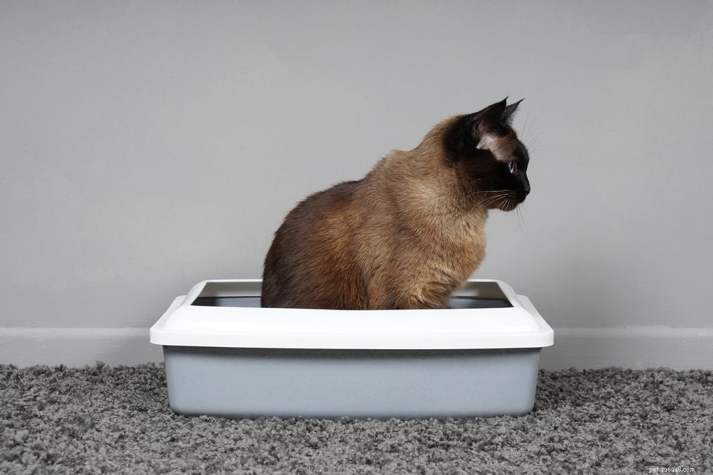Understanding Cat Constipation: Signs, Causes, and Effective Treatments