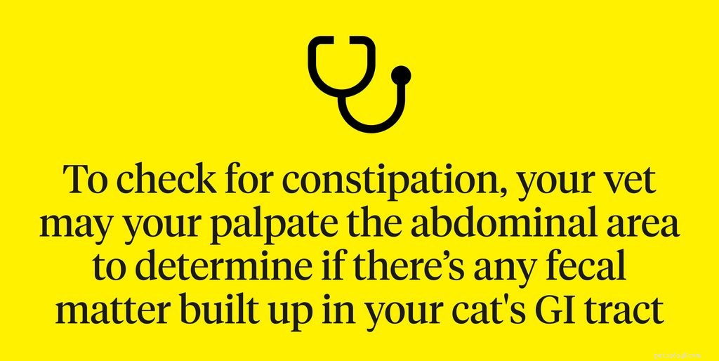 Understanding Cat Constipation: Signs, Causes, and Effective Treatments