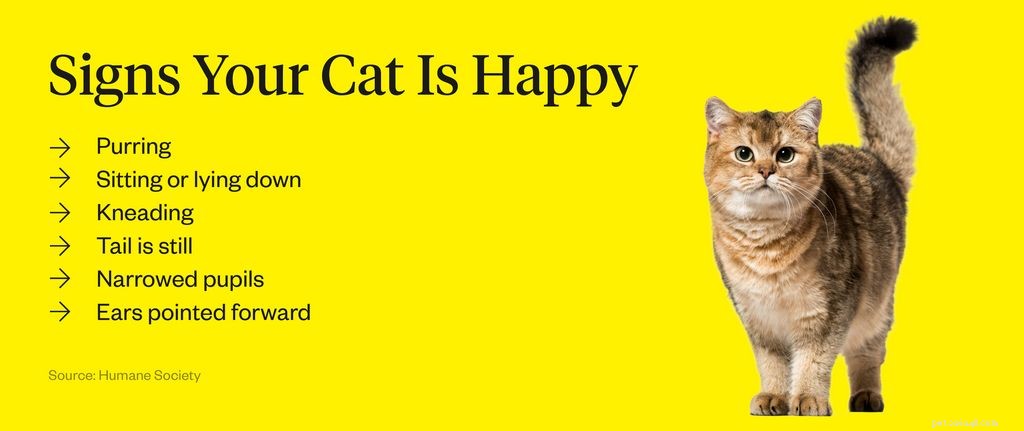 What Triggers a Cat’s Purr? Unpacking the Science Behind Your Feline Friend’s Comfort