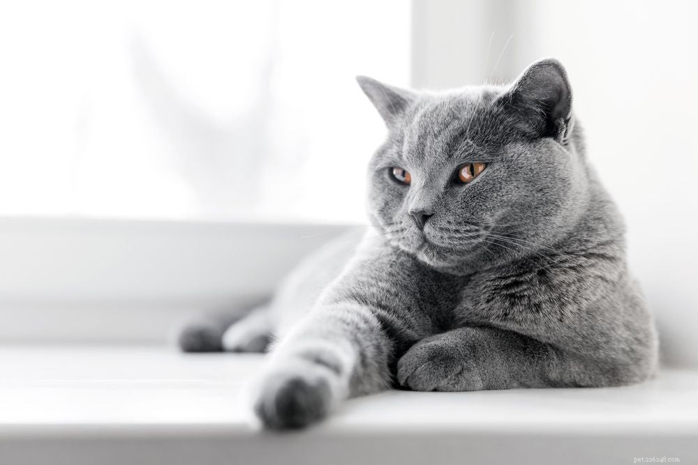 What Triggers a Cat’s Purr? Unpacking the Science Behind Your Feline Friend’s Comfort