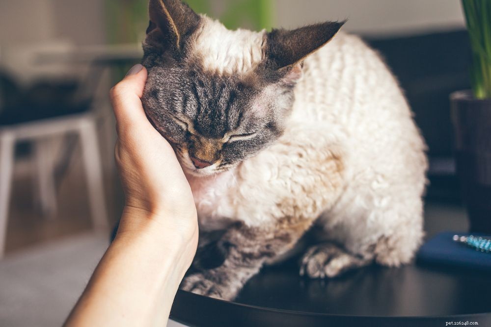 What Triggers a Cat’s Purr? Unpacking the Science Behind Your Feline Friend’s Comfort