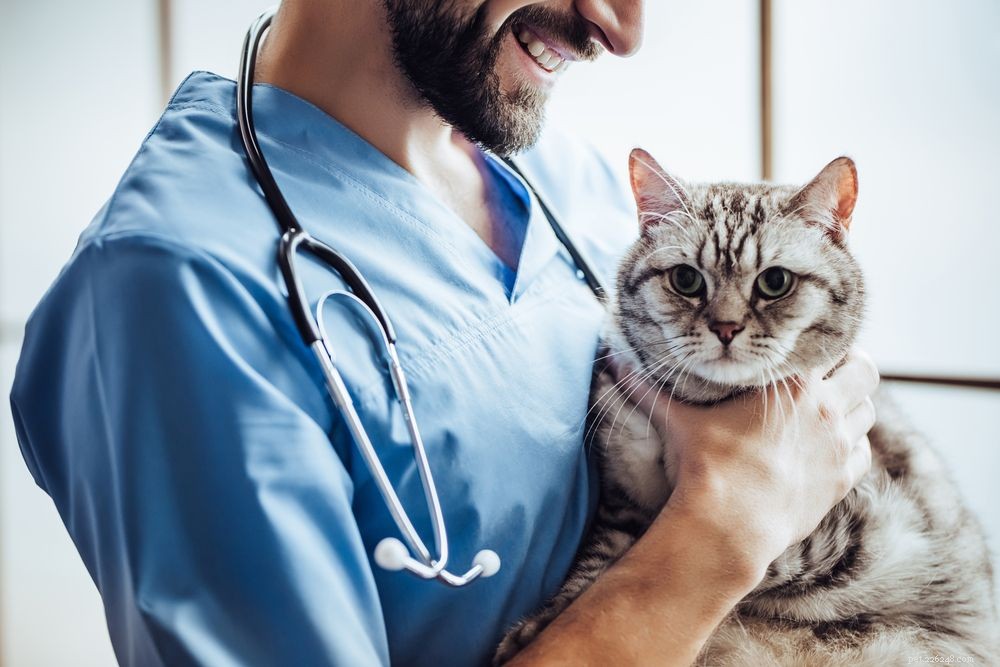 Understanding Feline Leukemia: Causes, Transmission, and Prevention
