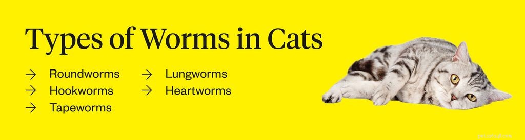 Identifying Worms in Cats: Key Symptoms & Health Risks