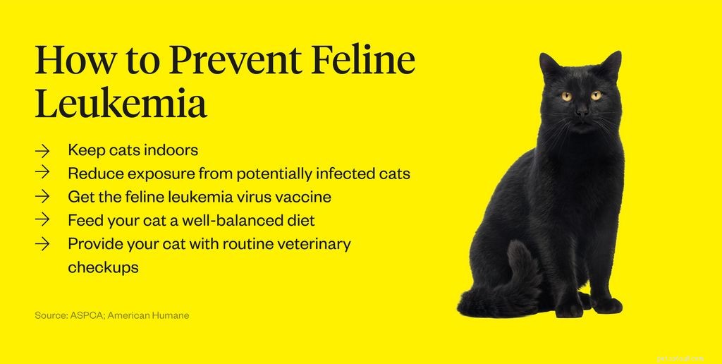 Understanding Feline Leukemia: Causes, Transmission, and Prevention