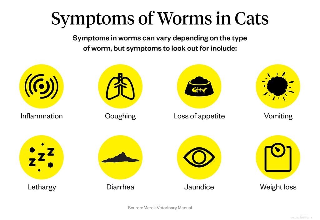 Identifying Worms in Cats: Key Symptoms & Health Risks