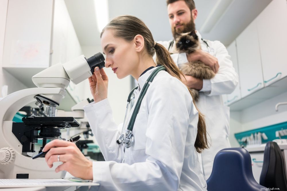 Identifying Worms in Cats: Key Symptoms & Health Risks