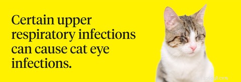 Recognizing and Treating Cat Eye Infections: Key Signs and Quick Action