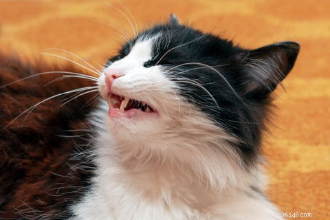 Recognizing and Treating Cat Eye Infections: Key Signs and Quick Action