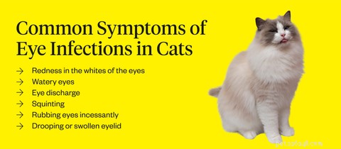 Recognizing and Treating Cat Eye Infections: Key Signs and Quick Action