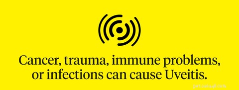 Recognizing and Treating Cat Eye Infections: Key Signs and Quick Action