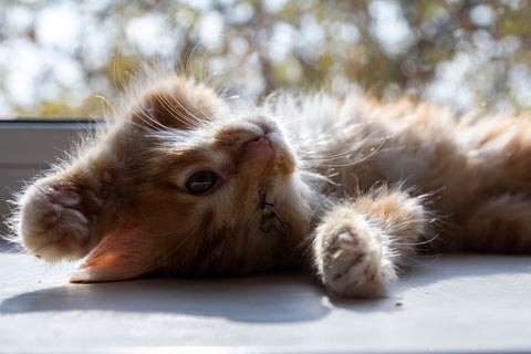Recognizing and Treating Cat Eye Infections: Key Signs and Quick Action