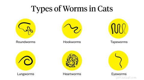 Cat Worm Infections: Causes, Symptoms & Effective Treatment Guide