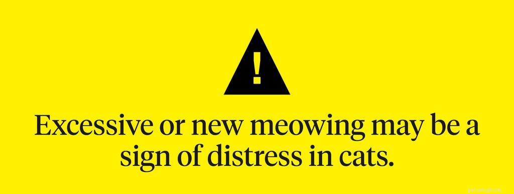 Can Cats Experience Panic Attacks? Spot Symptoms & Find Relief