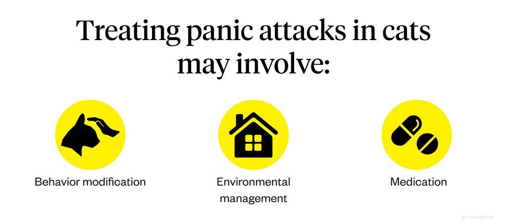 Can Cats Experience Panic Attacks? Spot Symptoms & Find Relief