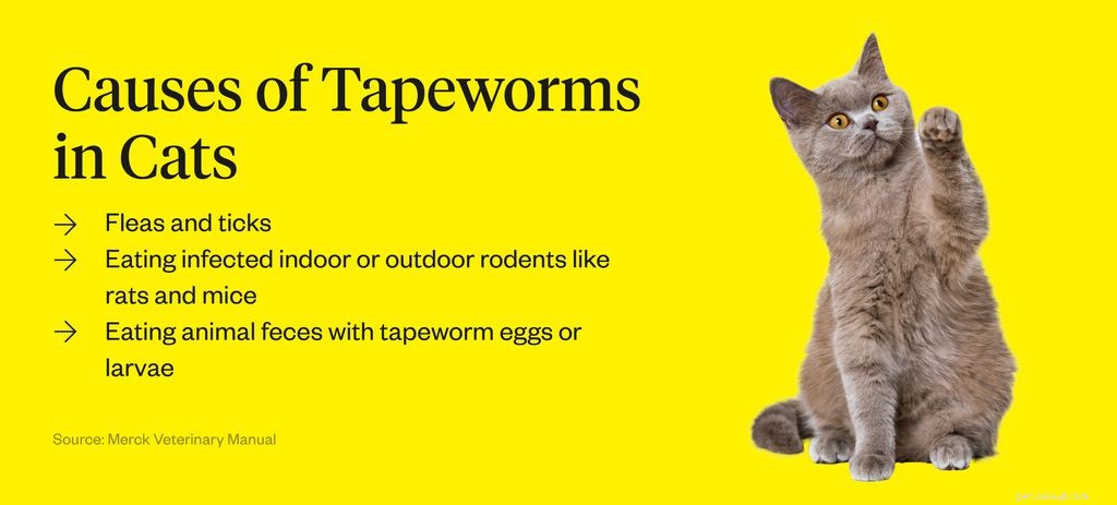 Cat Tapeworms: Causes, Symptoms, and Effective Treatment Options