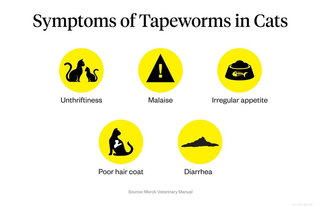 Cat Tapeworms: Causes, Symptoms, and Effective Treatment Options