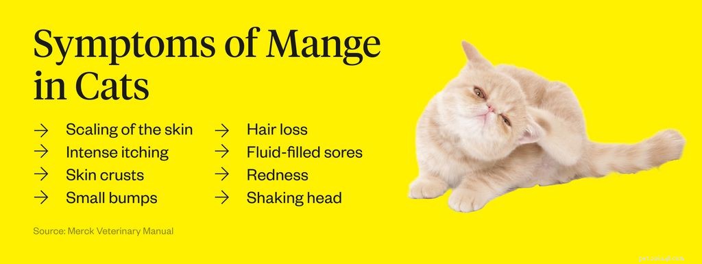 Mange in Cats: Causes, Symptoms, and Effective Treatments