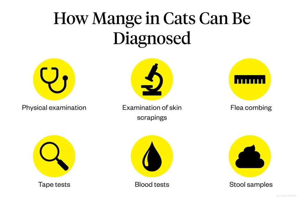 Mange in Cats: Causes, Symptoms, and Effective Treatments