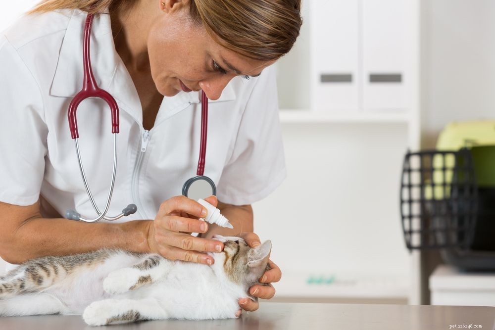 Understanding Cat Glaucoma: Symptoms, Diagnosis, and Care