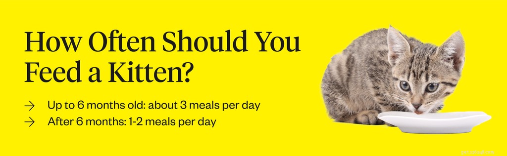 Optimal Feeding Schedule for Kittens: Frequency & Portions Explained