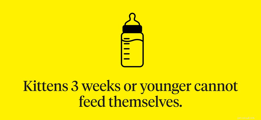 Optimal Feeding Schedule for Kittens: Frequency & Portions Explained