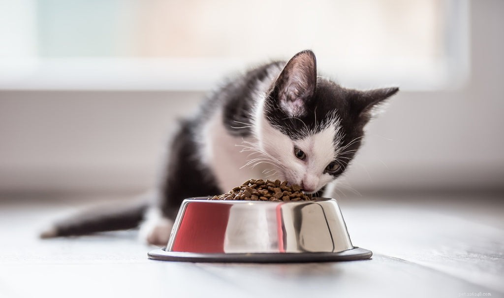 Optimal Feeding Schedule for Kittens: Frequency & Portions Explained
