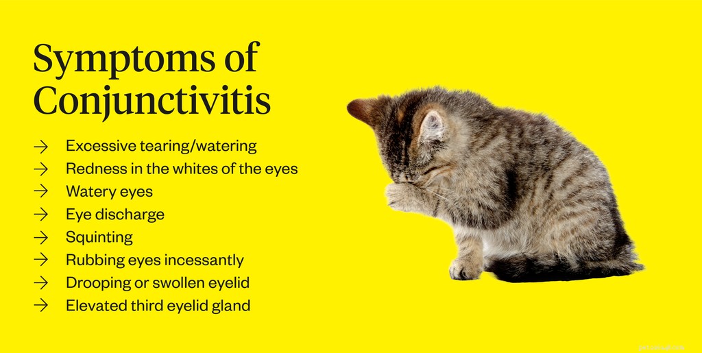 Cat Conjunctivitis: Signs, Symptoms & When to Seek Veterinary Care