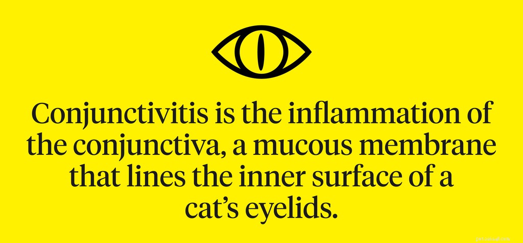 Cat Conjunctivitis: Signs, Symptoms & When to Seek Veterinary Care