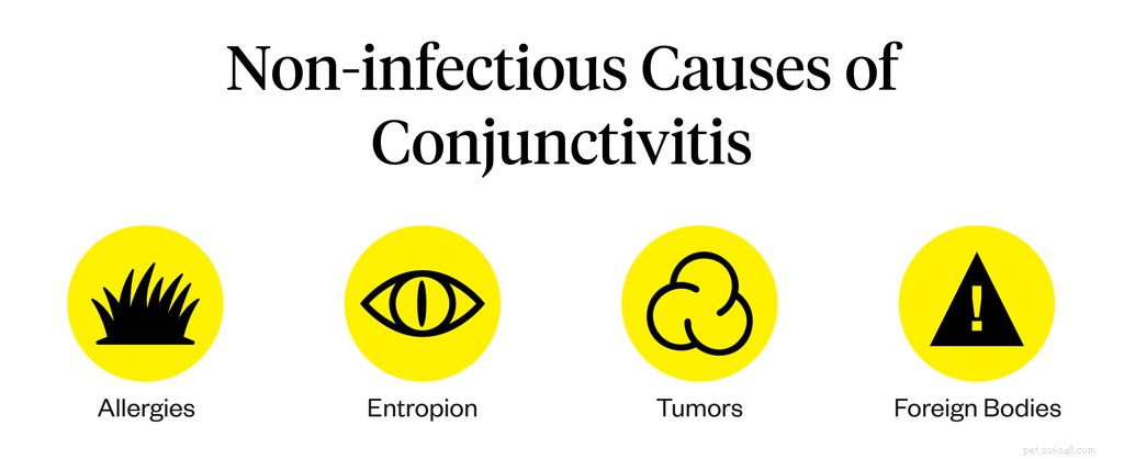 Cat Conjunctivitis: Signs, Symptoms & When to Seek Veterinary Care
