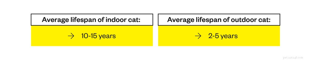 Indoor vs. Outdoor Cats: Expert Guidance on Whether to Let Your Cat Outside