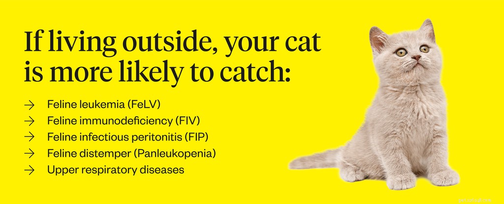 Indoor vs. Outdoor Cats: Expert Guidance on Whether to Let Your Cat Outside