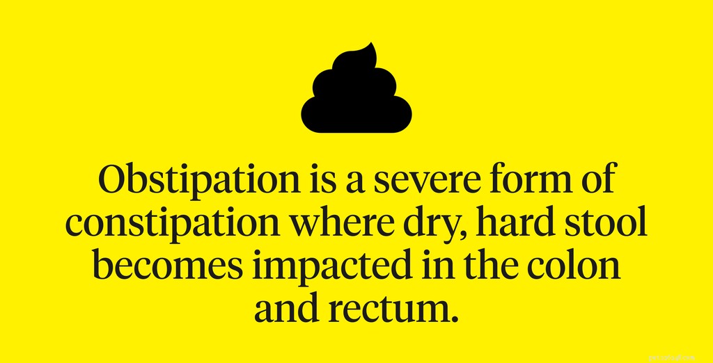 Is Your Cat Constipated? Safe Ways to Treat It & When to Seek a Laxative
