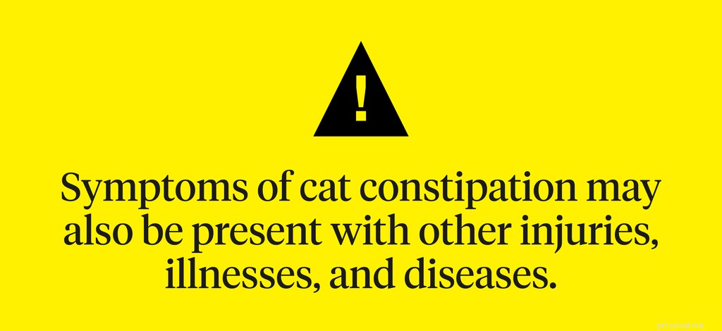 Is Your Cat Constipated? Safe Ways to Treat It & When to Seek a Laxative