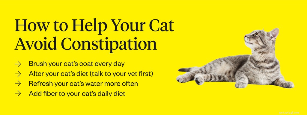 Is Your Cat Constipated? Safe Ways to Treat It & When to Seek a Laxative
