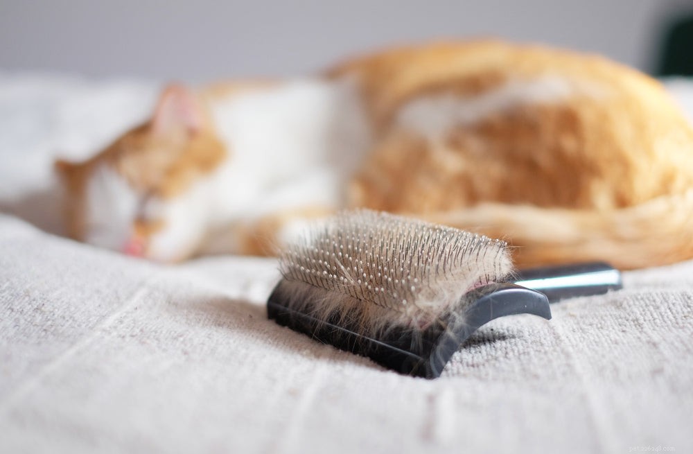 Why Is My Cat Shedding Excessively? Causes and When to Seek Vet Help