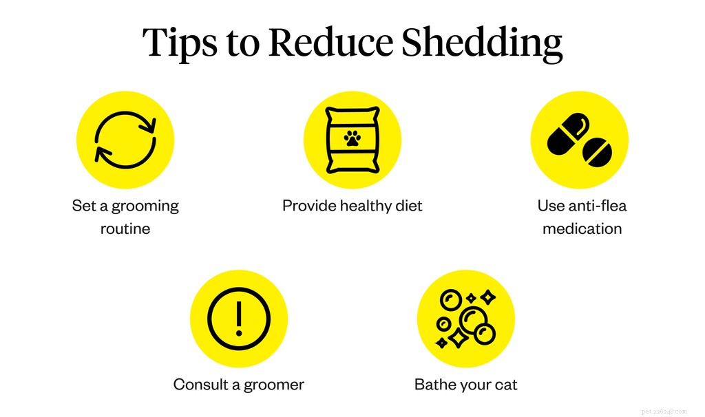 Why Is My Cat Shedding Excessively? Causes and When to Seek Vet Help