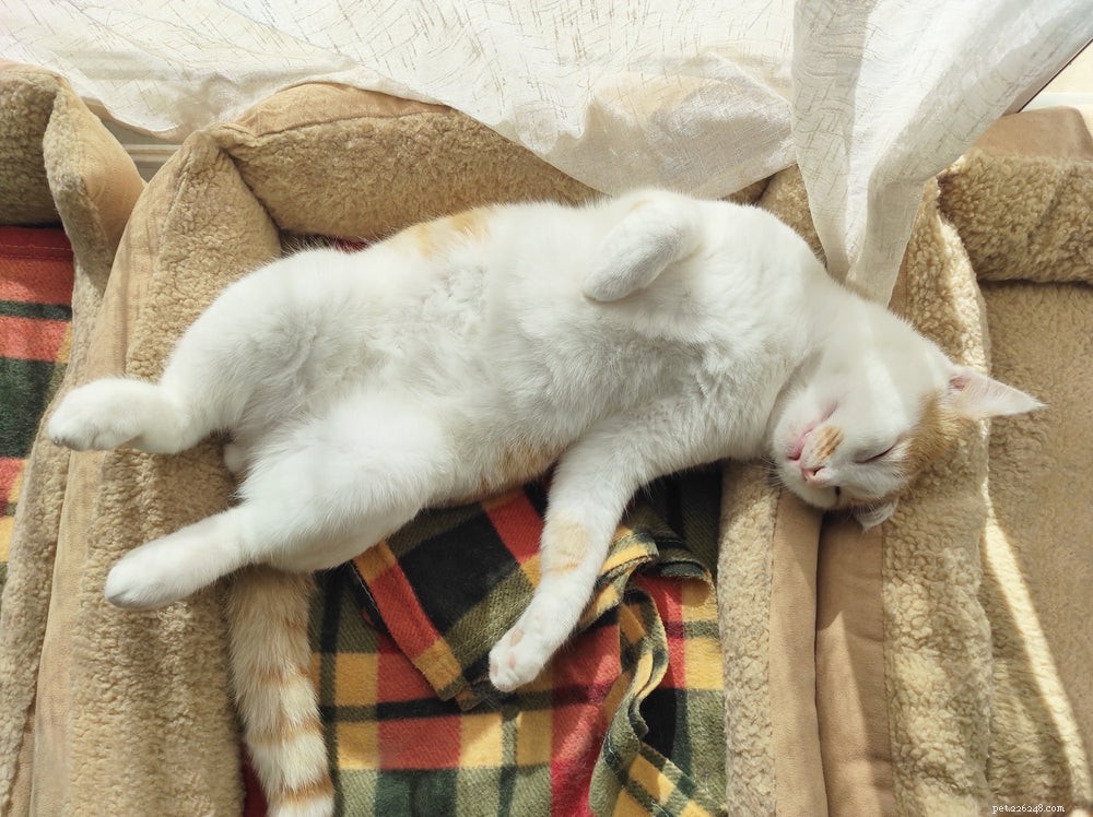Hyperthyroidism in Cats: Causes, Symptoms, and Treatment Options