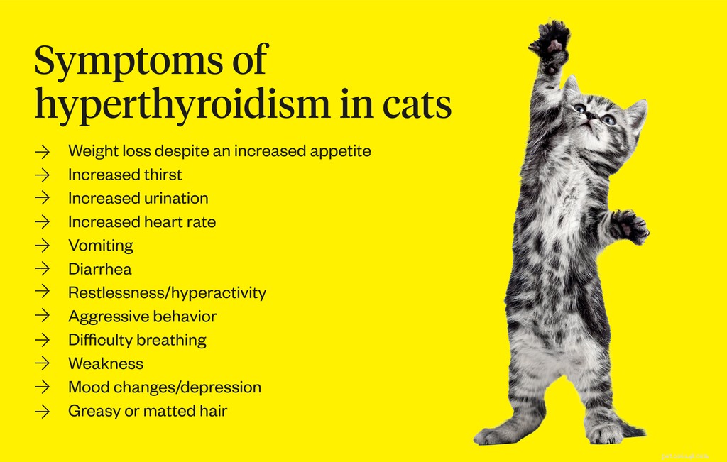 Hyperthyroidism in Cats: Causes, Symptoms, and Treatment Options