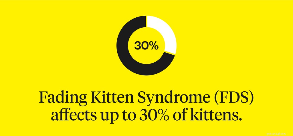 Preventing Fading Kitten Syndrome: Expert Tips for New Kitten Care