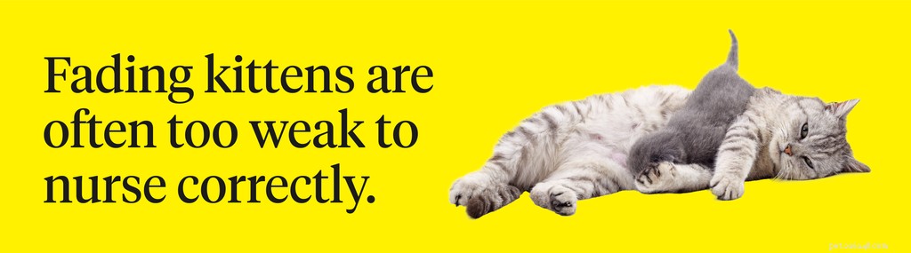 Preventing Fading Kitten Syndrome: Expert Tips for New Kitten Care