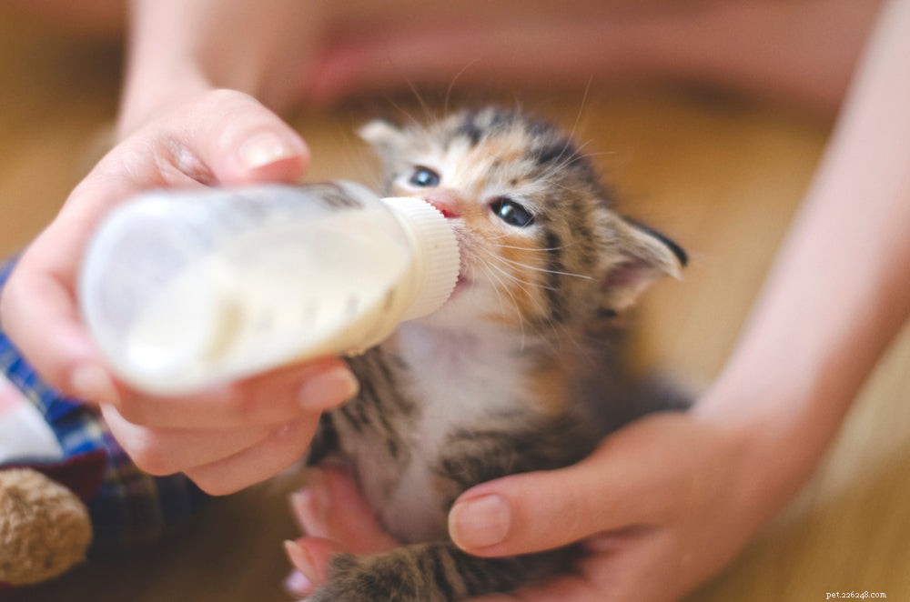 Preventing Fading Kitten Syndrome: Expert Tips for New Kitten Care