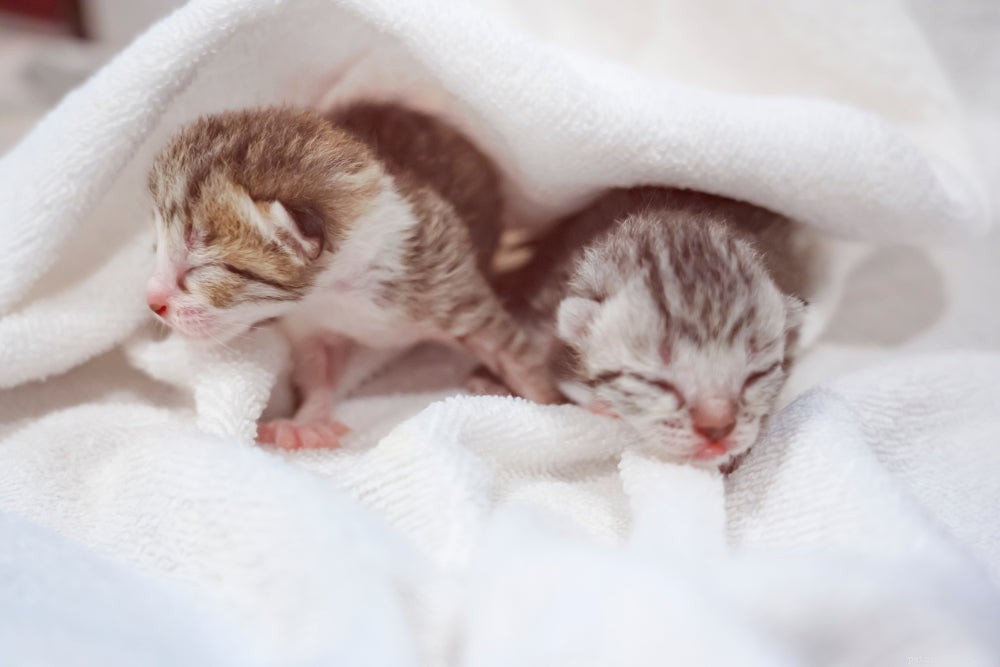 Preventing Fading Kitten Syndrome: Expert Tips for New Kitten Care