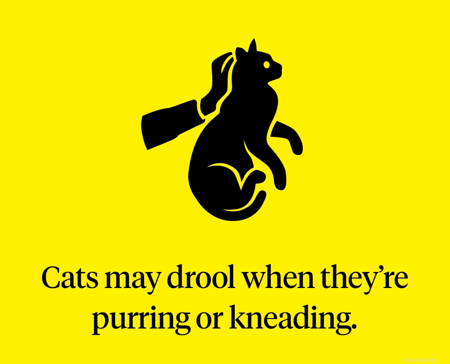 Understanding Cat Drooling: Causes, Symptoms, and When to Seek Veterinary Care