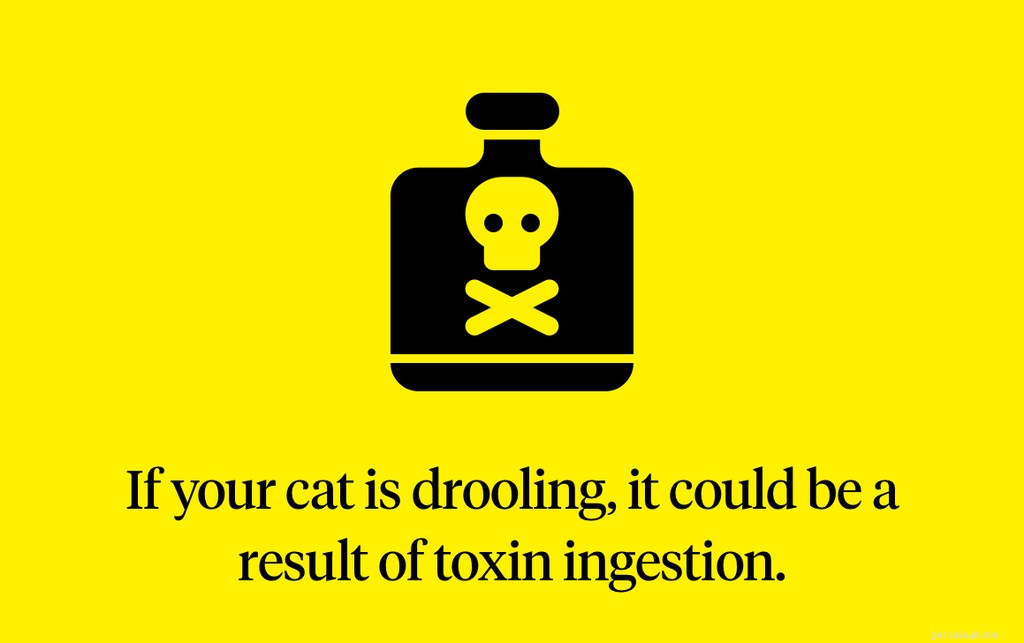 Understanding Cat Drooling: Causes, Symptoms, and When to Seek Veterinary Care